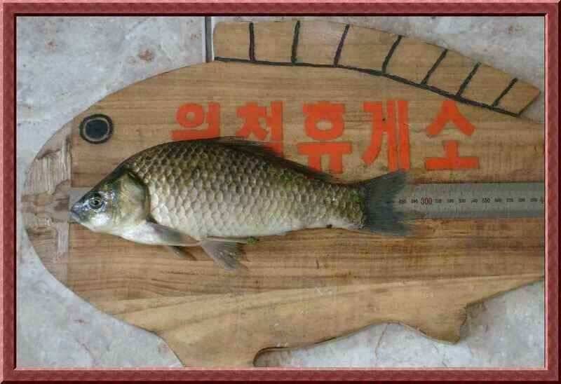 영천에서도 이제 (조황조행기 - 낚시점조황)