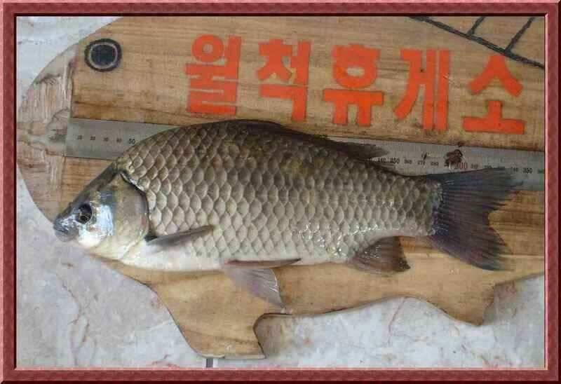 영천에서도 이제 (조황조행기 - 낚시점조황)