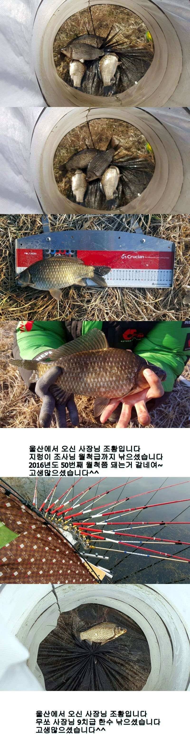 밀양옥산낚시 조황안내217224까지 (조황조행기 - 낚시점조황)