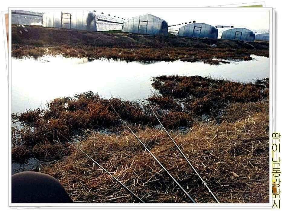 낙동강낚시밀양부산양산 (조황조행기 - 낚시점조황)