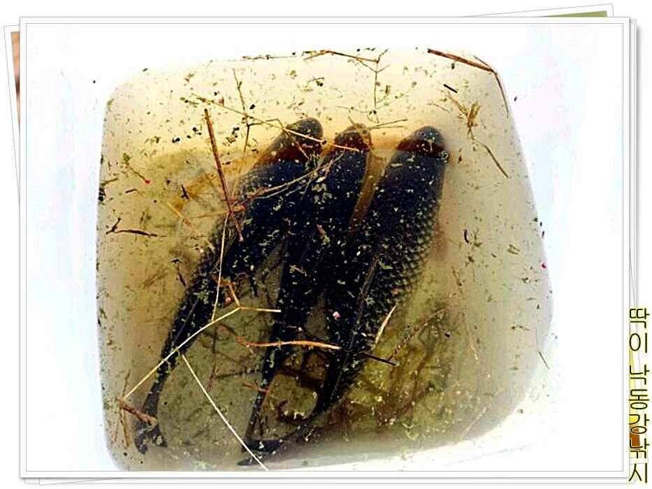 낙동강낚시밀양부산양산 (조황조행기 - 낚시점조황)