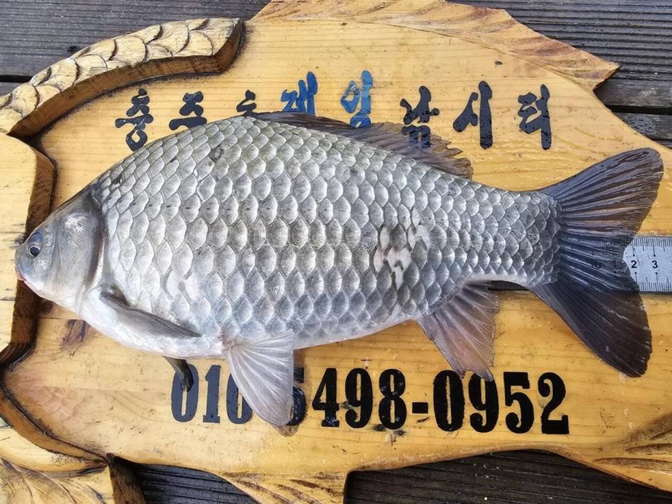키다리낚시터42제일허리급월척마리수 달천강대물허리급월척 (조황조행기 - 낚시점조황)