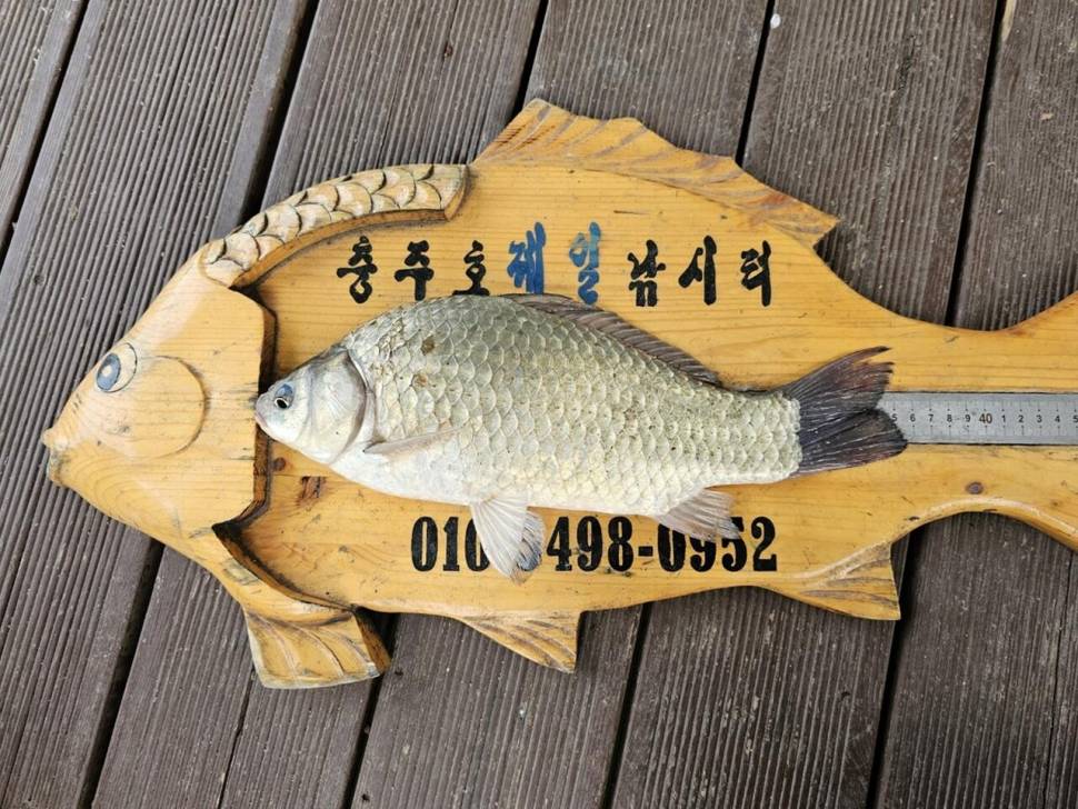 제일허리급키다리문골낚시터시설달천강4짜허리급마리수대박 (조황조행기 - 낚시점조황)