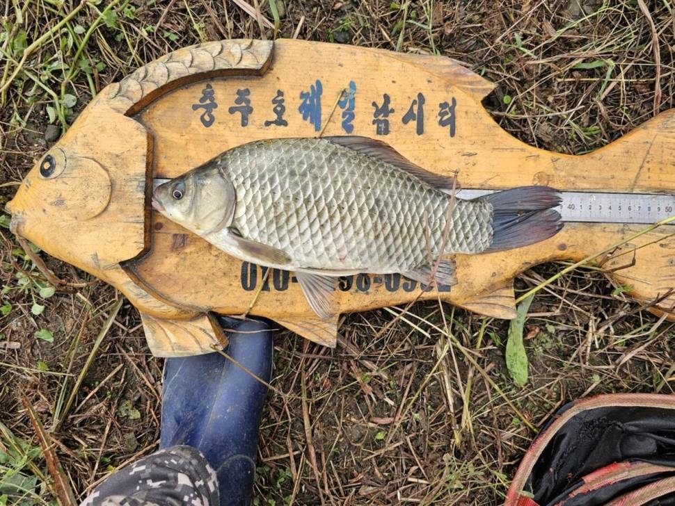 제일대물허리급월척 (조황조행기 - 낚시점조황)