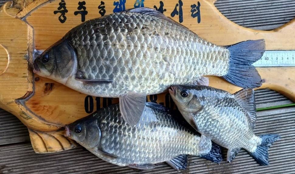 제일4짜준척 (조황조행기 - 낚시점조황)