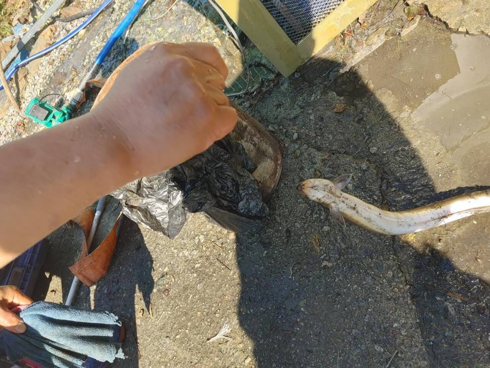 제일4짜월척들문골700g장어 (조황조행기 - 낚시점조황)
