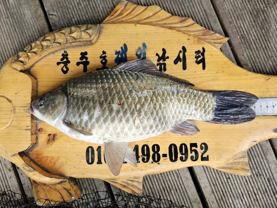 제일대물허리급월척 문골45 (조황조행기 - 낚시점조황)