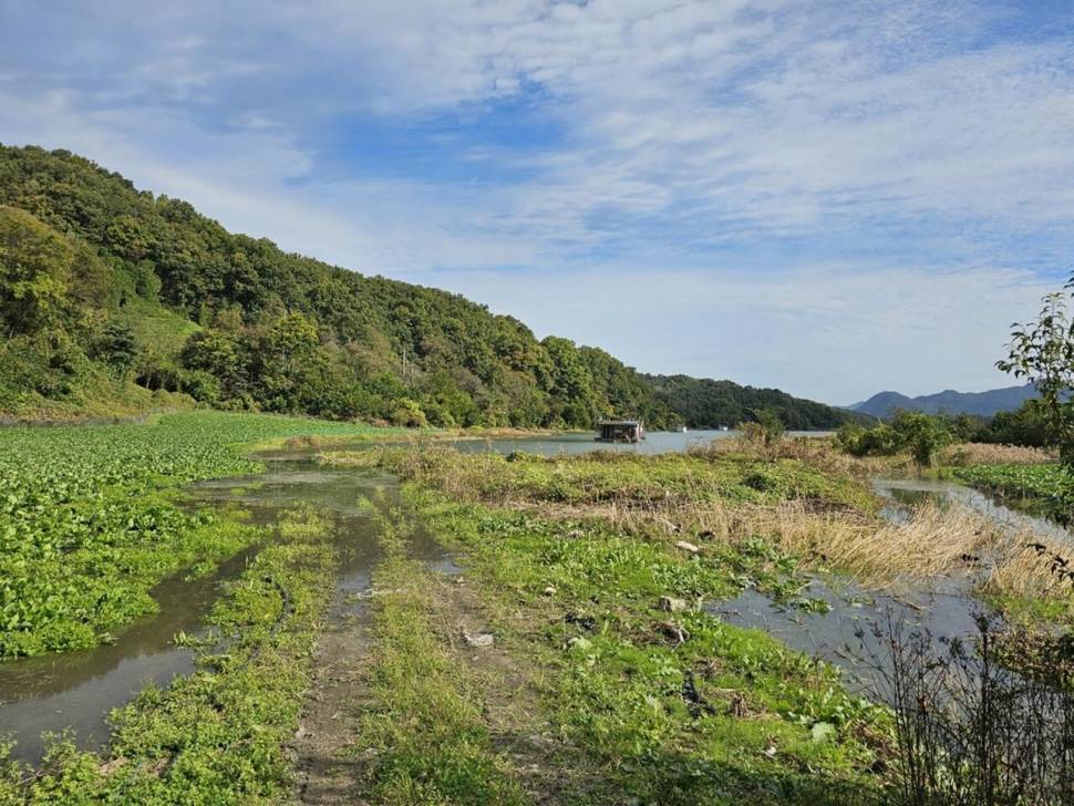 제일39월척 마리수 때붕어 (조황조행기 - 낚시점조황)