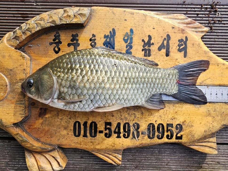 제일38월척 키다리낚시터월척준척마리수 (조황조행기 - 낚시점조황)