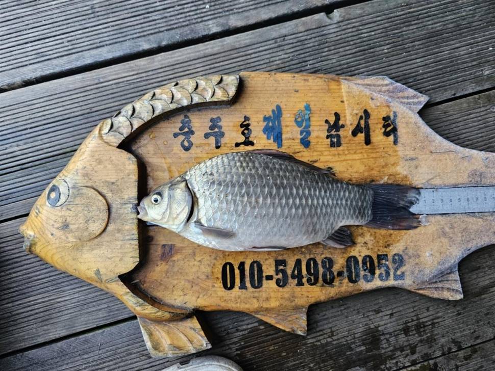 제일허리급월척문골준척마리수 (조황조행기 - 낚시점조황)