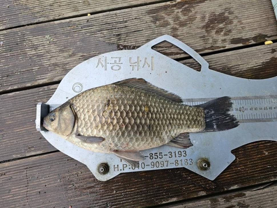 제일대물월척 (조황조행기 - 낚시점조황)