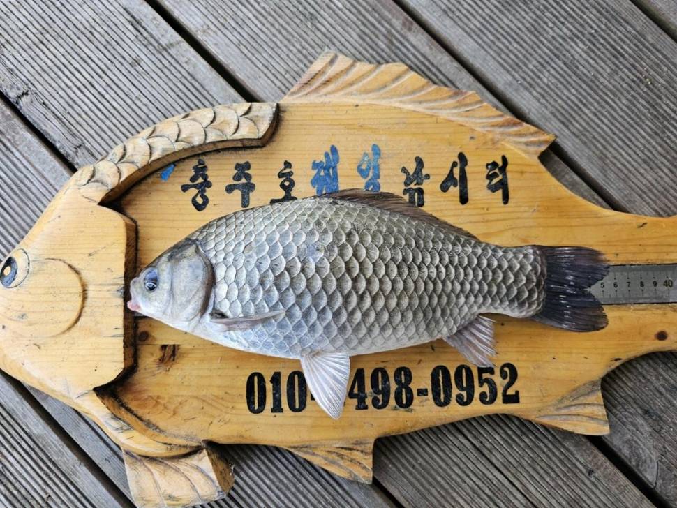 제일대물과 허리급 (조황조행기 - 낚시점조황)