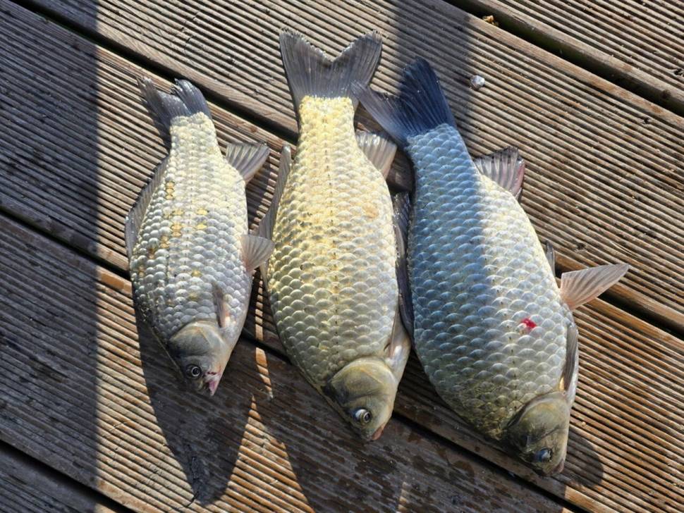 제일4짜대물허리급마리수 (조황조행기 - 낚시점조황)