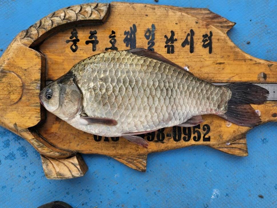 제일39대물과 허리급월척들 (조황조행기 - 낚시점조황)