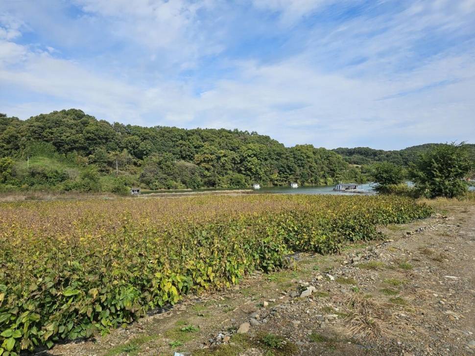 제일39월척 마리수 때붕어 (조황조행기 - 낚시점조황)