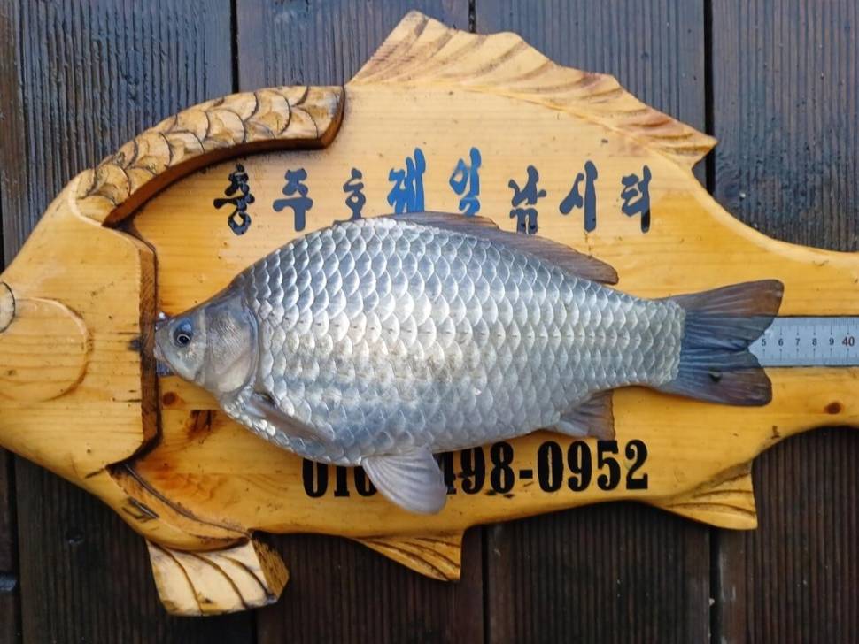 제일4짜허리급월척 (조황조행기 - 낚시점조황)