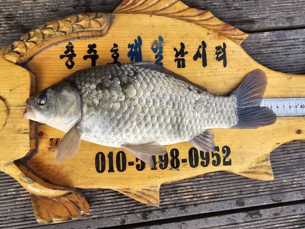 제일허리급월척들 키다리낚시터월척들달천강허리급 (조황조행기 - 낚시점조황)