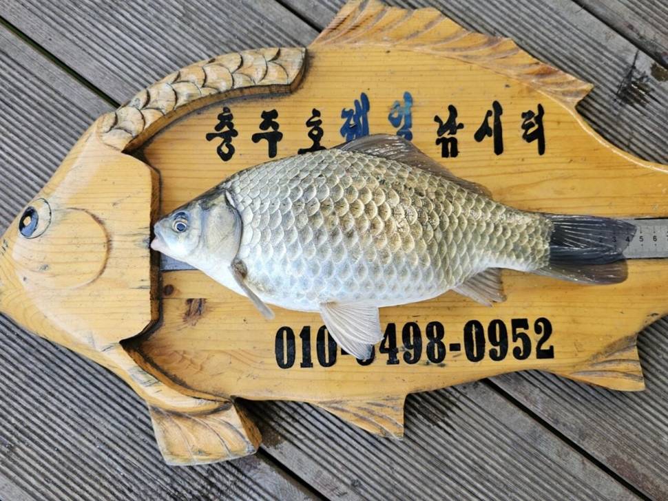 제일4짜대물월척들 (조황조행기 - 낚시점조황)