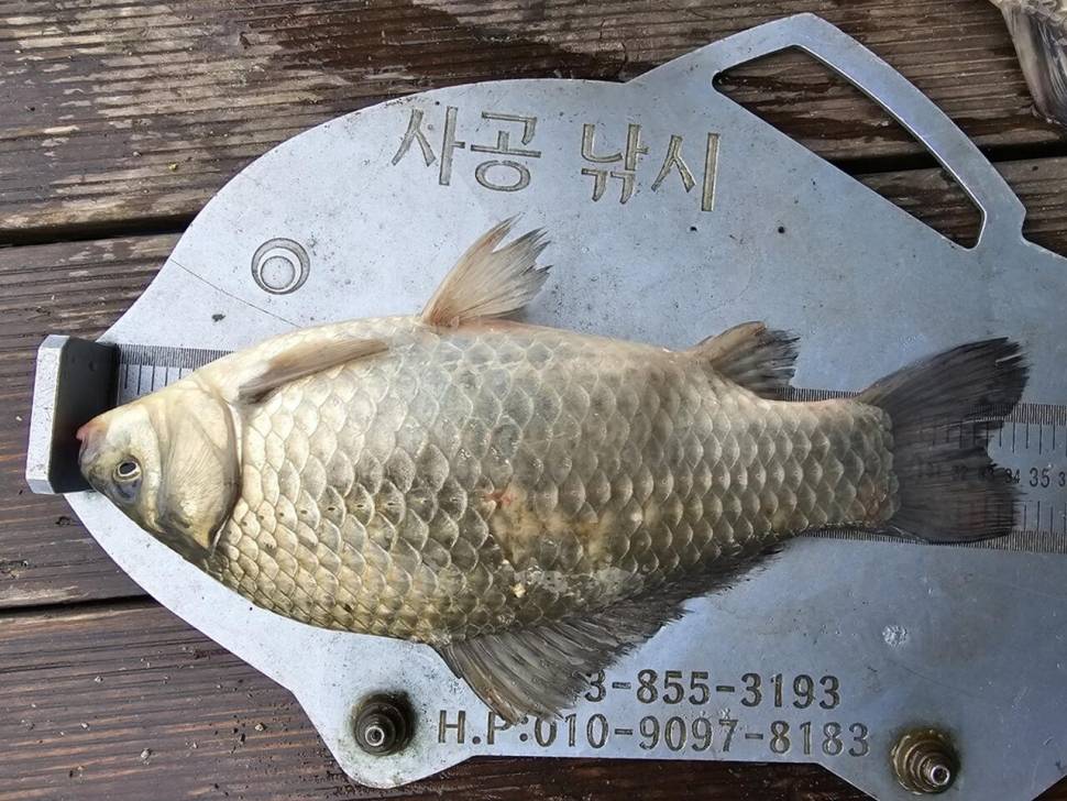 제일대물월척 (조황조행기 - 낚시점조황)