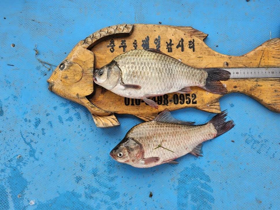 제일39대물과 허리급월척들 (조황조행기 - 낚시점조황)