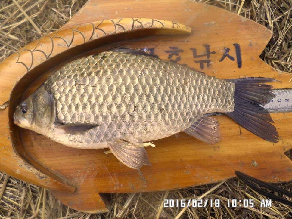 충주 탄금호 낚시 조황 (조황조행기 - 낚시점조황)