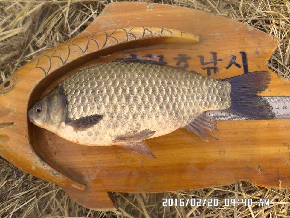 충주 탄금호 낚시 조황 (조황조행기 - 낚시점조황)