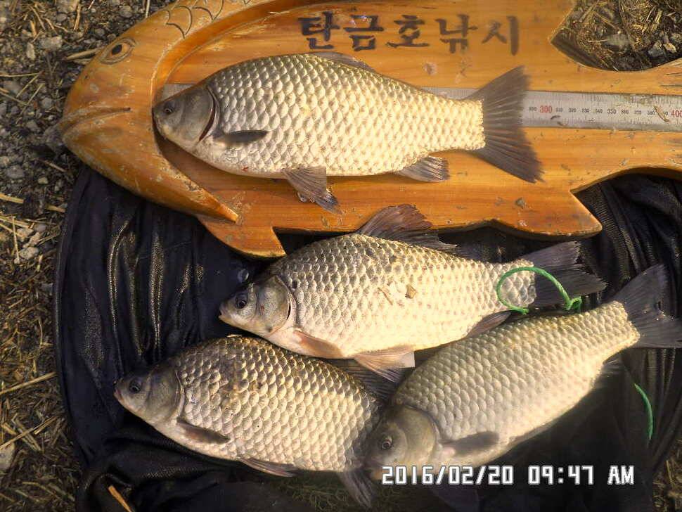 충주 탄금호 낚시 조황 (조황조행기 - 낚시점조황)