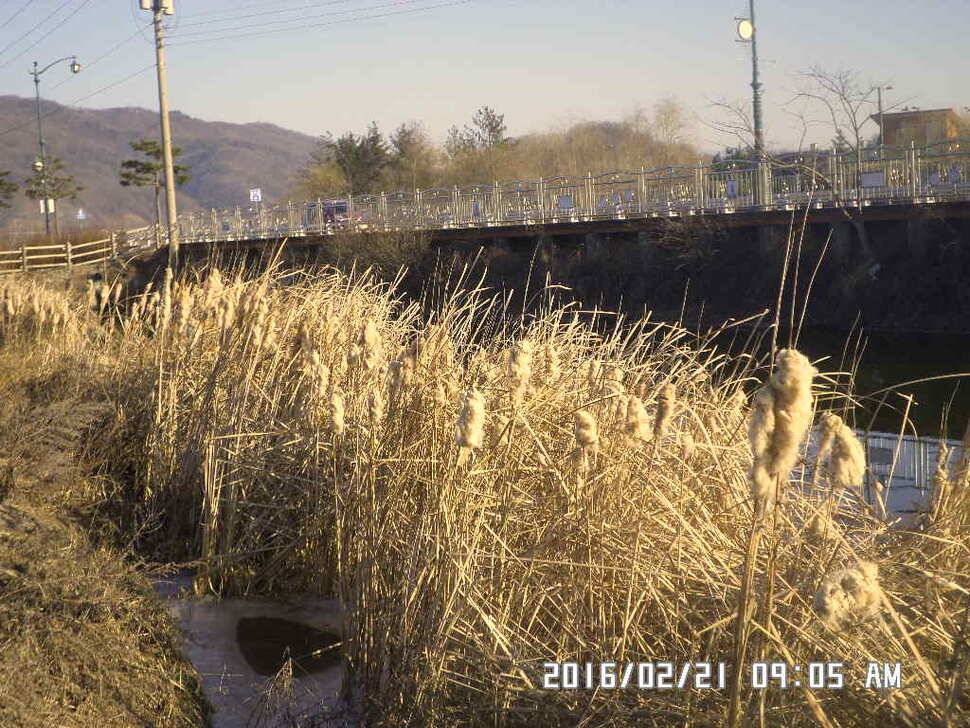 충주 탄금호 낚시 조황 (조황조행기 - 낚시점조황)