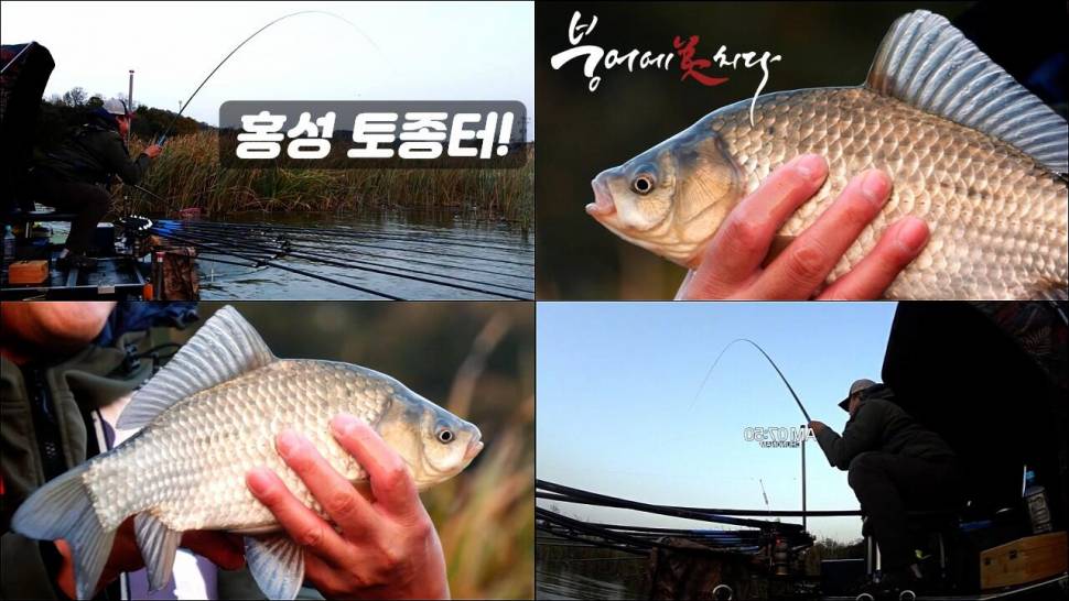 홍성 토종터 마릿수 붕어낚시 FTV 붕어에미치다 (커뮤니티 - 낚시동영상)