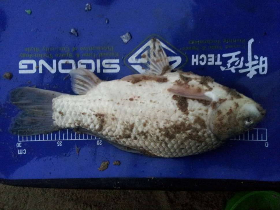 자작 보트 좌대 (사용기강좌 - 나의낚시장비)