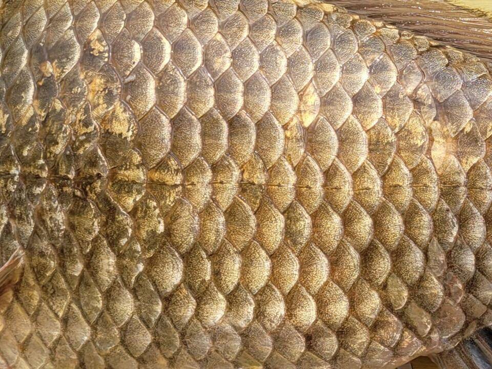 청풍실리곡낚시터 43cm 대물입니다 (조황조행기 - 충주호조황속보)
