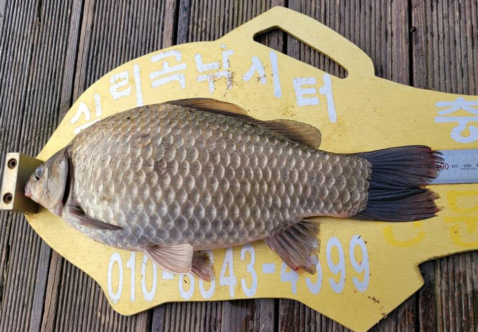 청풍실리곡낚시터 4짜외 허리급 조황입니다 (조황조행기 - 충주호조황속보)