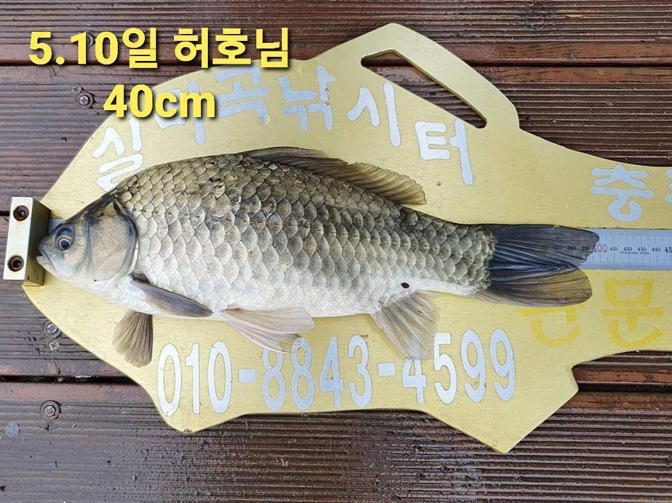 실리곡낚시터 44cm 대물 조황입니다 (조황조행기 - 충주호조황속보)