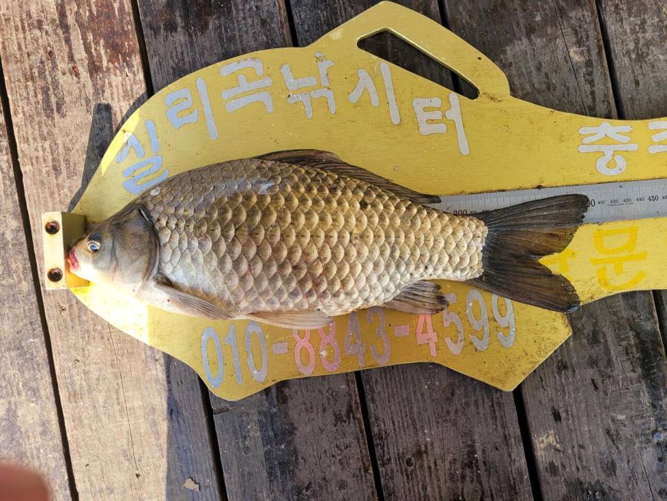 청풍실리곡낚시터 438cm4짜4짜4짜4짜 조황입니다 (조황조행기 - 충주호조황속보)