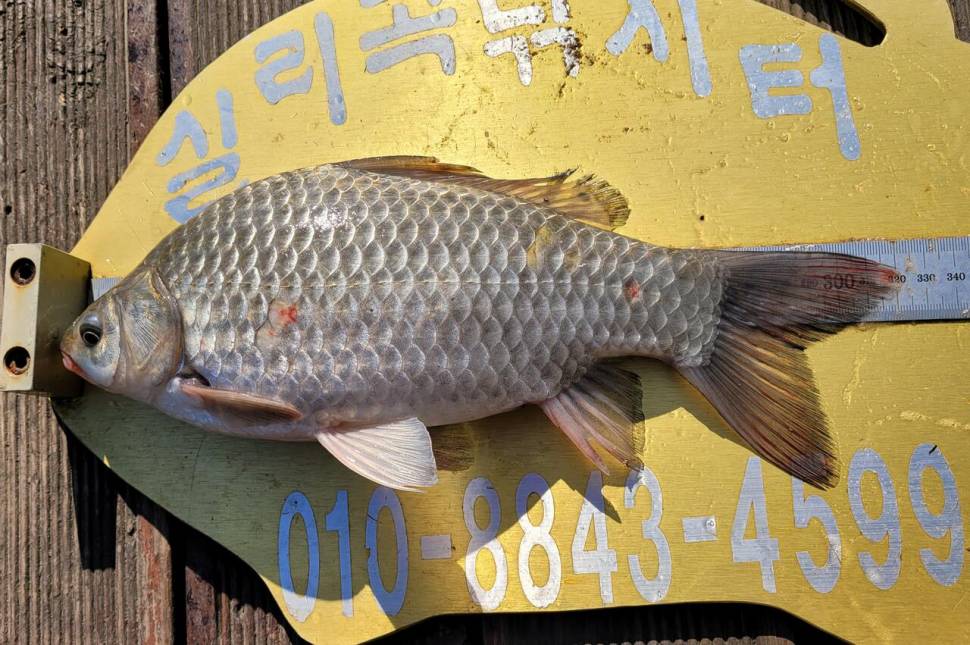 청풍실리곡낚시터 4짜외 허리급 조황입니다 (조황조행기 - 충주호조황속보)