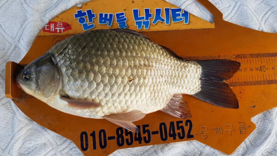 한버들 4짜 포함 허릿급 조황입니다 (조황조행기 - 충주호조황속보)