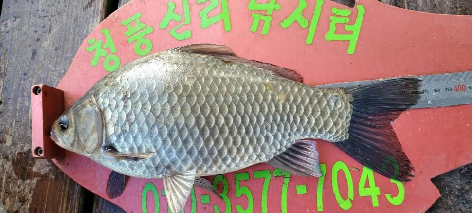 청풍신리낚시터 허리급입니다 (조황조행기 - 충주호조황속보)