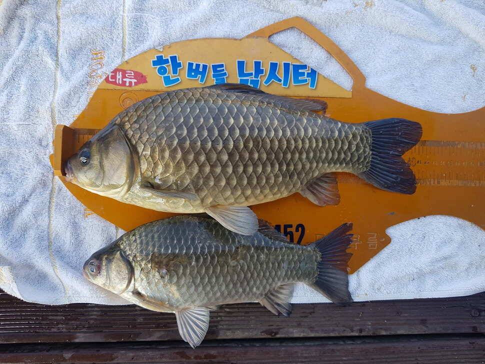한버들 4짜 포함 허릿급 조황입니다 (조황조행기 - 충주호조황속보)