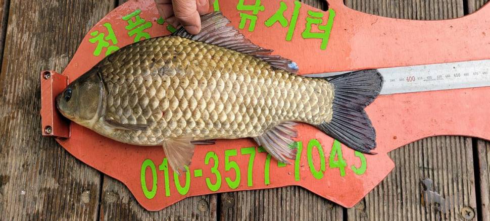 청풍신리낚시터 4짜외 허리급 조황입니다 (조황조행기 - 충주호조황속보)