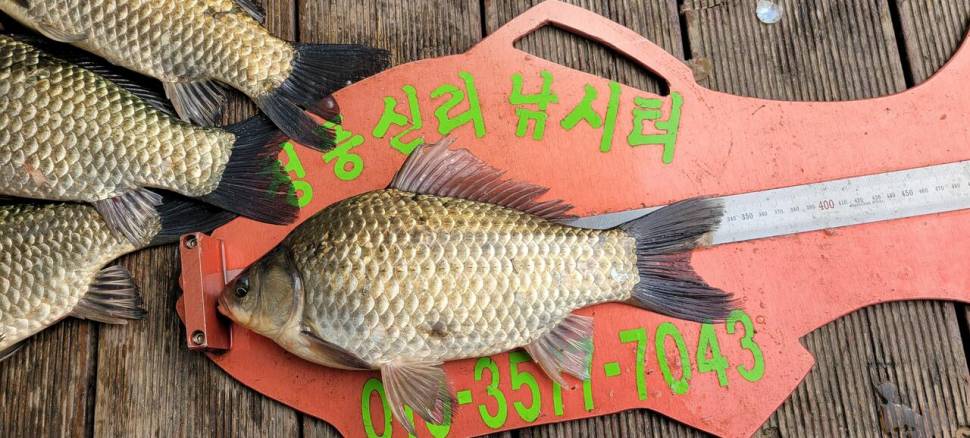 청풍신리낚시터 4짜외 허리급 조황입니다 (조황조행기 - 충주호조황속보)
