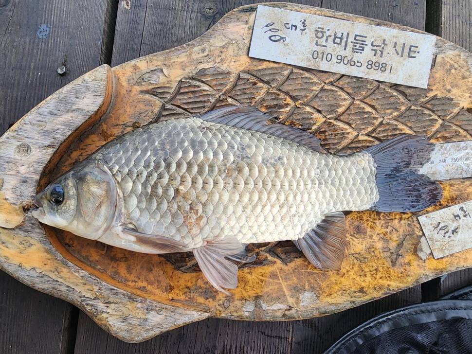 청풍 한버들 4짜 행진은 계속됩니다 (조황조행기 - 충주호조황속보)