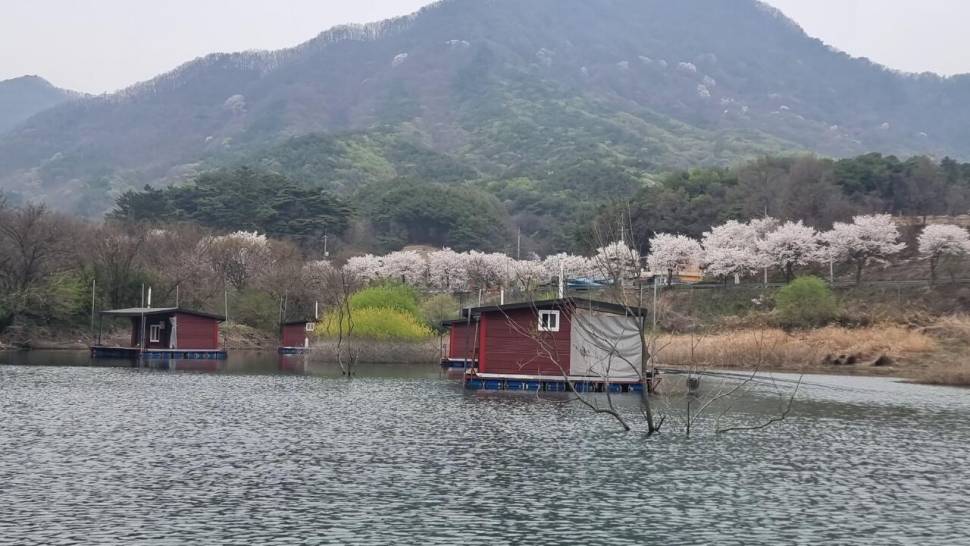 솔낚시터 주중 사짜 및 월척 조황 소식입니다 (조황조행기 - 충주호조황속보)
