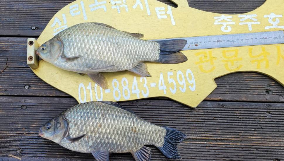 청풍 실리곡낚시터 4짜4짜 조황입니다 (조황조행기 - 충주호조황속보)