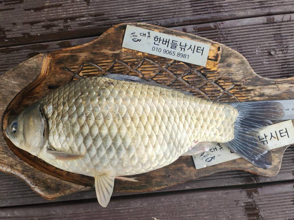 청풍 한버들 4짜 조황입니다 (조황조행기 - 충주호조황속보)