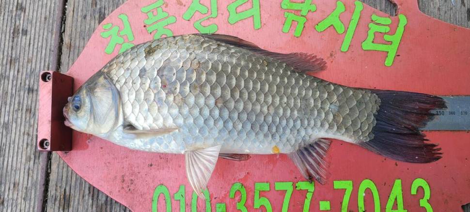 청풍신리낚시터 44cm4짜 조황입니다 (조황조행기 - 충주호조황속보)