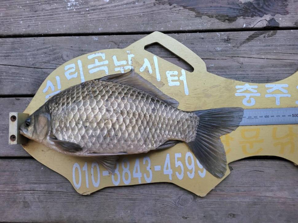 청풍 실리곡낚시터 41cm외 허리급 조황입니다 (조황조행기 - 충주호조황속보)
