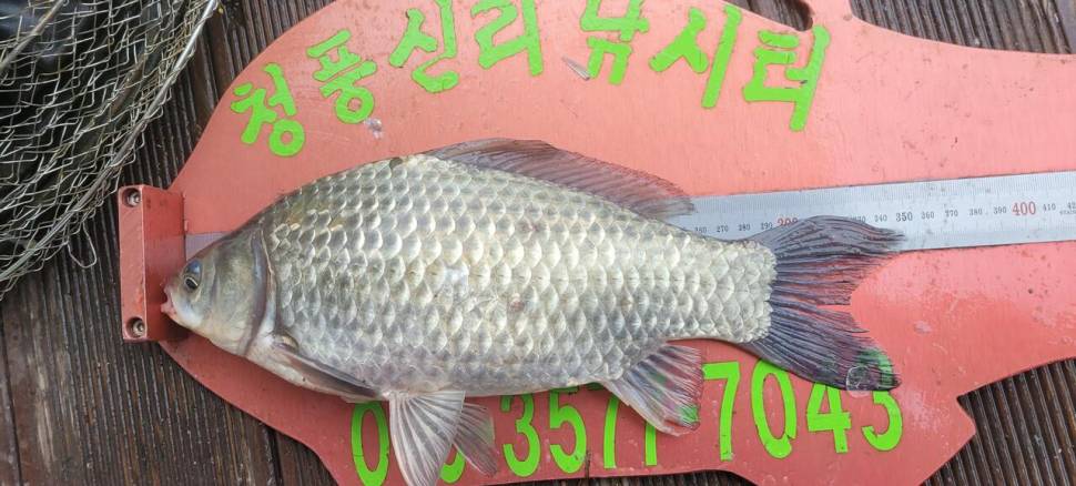 청풍신리낚시터 허리급 조황입니다 (조황조행기 - 충주호조황속보)