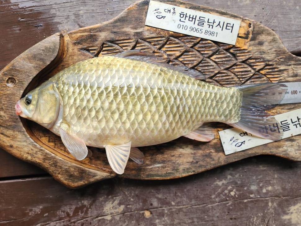 청풍 한버들 4짜 조황입니다 (조황조행기 - 충주호조황속보)