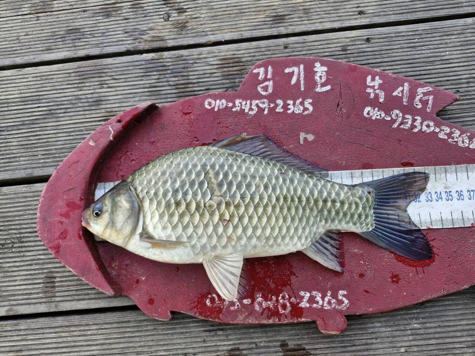 용곡 김기호 낚시터 조황정보 입니다 (조황조행기 - 충주호조황속보)