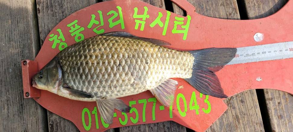 청풍신리낚시터 4짜외 허리급 조황입니다 (조황조행기 - 충주호조황속보)